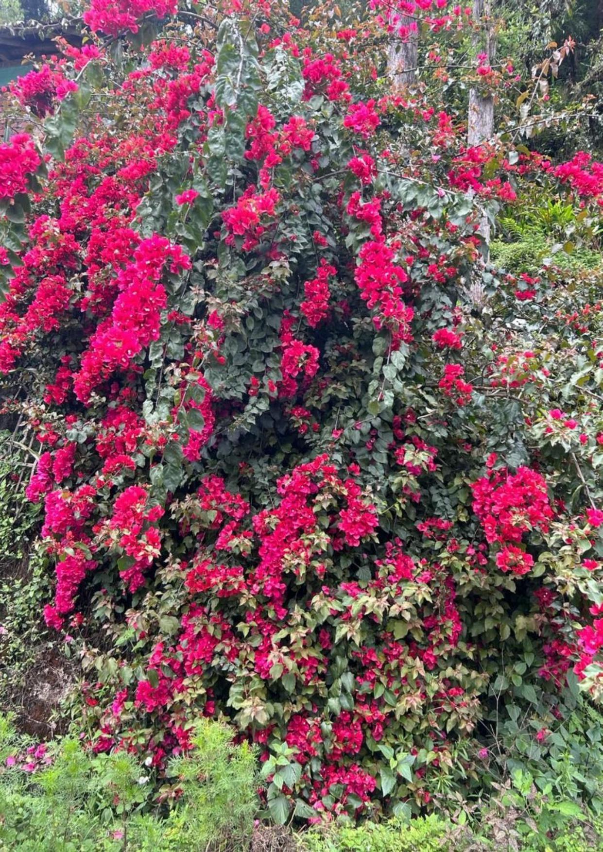 Silk Route Lingtam Resort Eksteriør billede